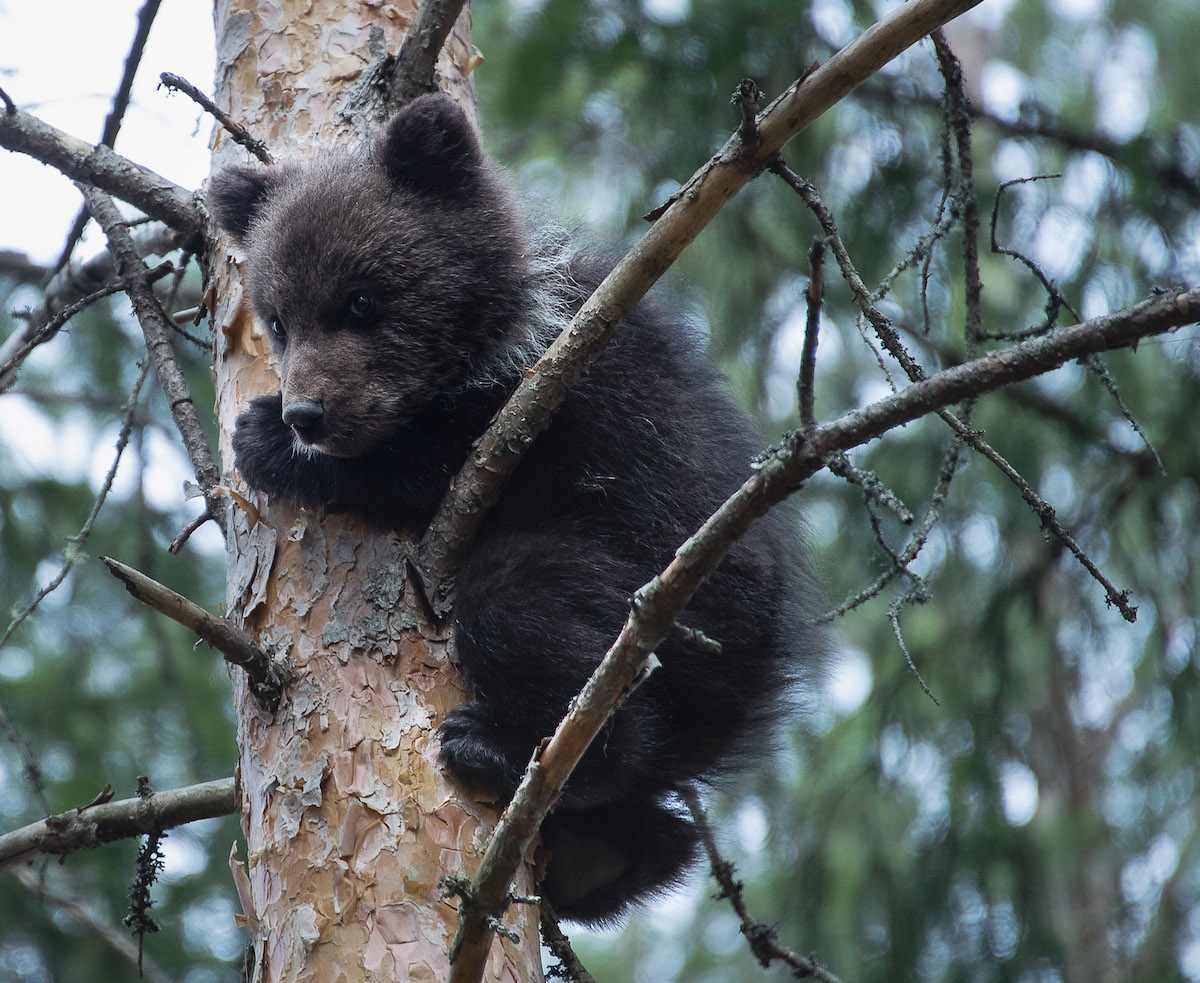 Orpo Aina-karhu puussa Luontokuvaajan Lentiira -blogissa.
