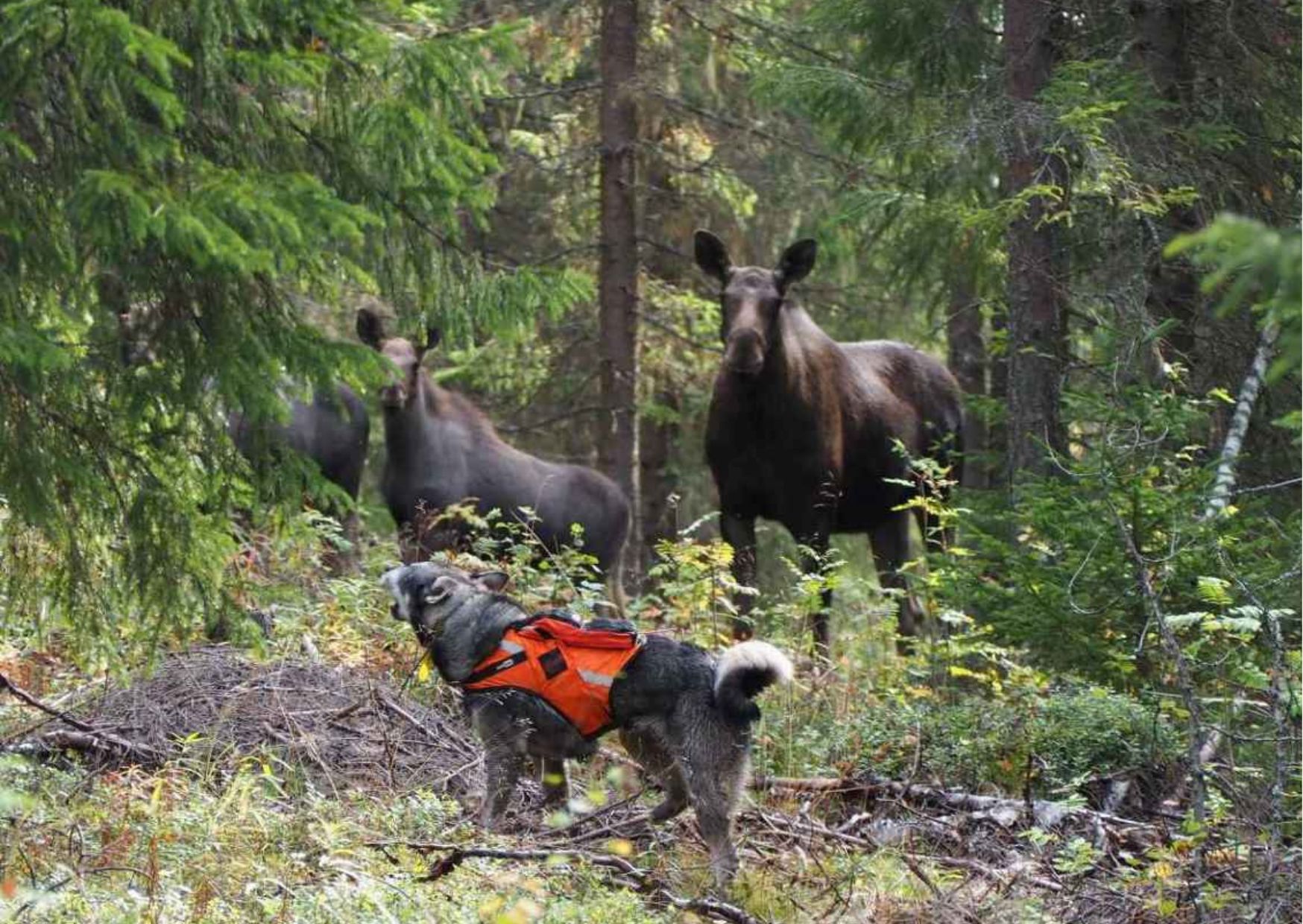 Dog-assisted elk hunting trips available in Lentiira. 