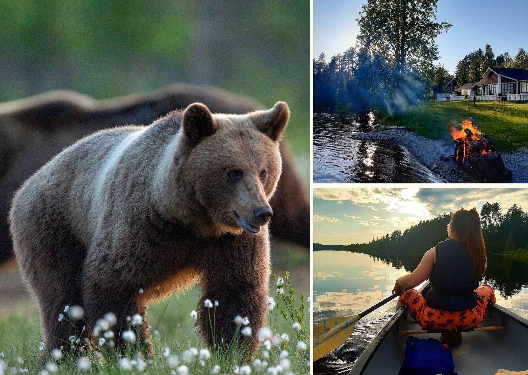 Summer holiday package with bear watching opportunity in Lentiira. 